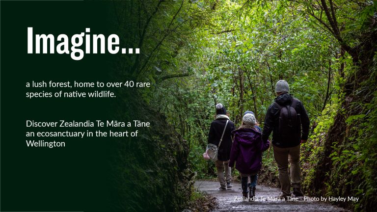 Home Zelandia 768x432